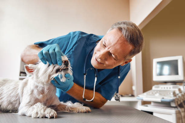 Best Emergency Dental Extractions in Bronson, MI